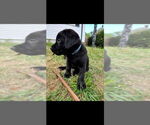 Small #2 Labrador Retriever
