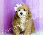 Small Photo #43 Poodle (Miniature) Puppy For Sale in WARSAW, IN, USA