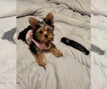 Small Photo #2 Yorkshire Terrier Puppy For Sale in HIALEAH, FL, USA