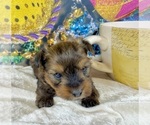 Small #9 Morkie