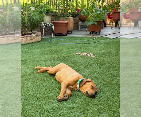 Medium Photo #2 Unknown-Vizsla Mix Puppy For Sale in Dana Point, CA, USA