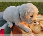 Small Photo #28 English Cream Golden Retriever Puppy For Sale in WOOSTER, OH, USA