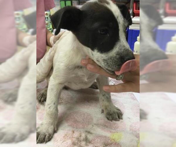 Medium Photo #1 Mutt Puppy For Sale in Riverside, CA, USA