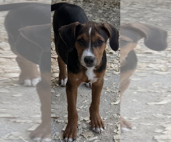 Medium Photo #1 Mutt Puppy For Sale in Conway, AR, USA