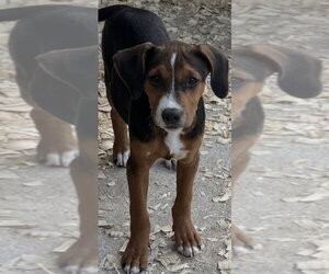 Mutt Dogs for adoption in Conway, AR, USA