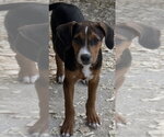 Small Mutt