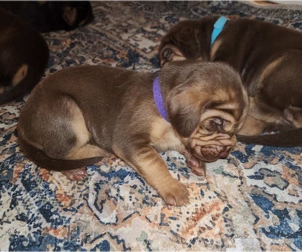 Medium Photo #2 Bloodhound Puppy For Sale in ALTAMONT, KS, USA