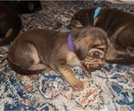 Small #1 Bloodhound