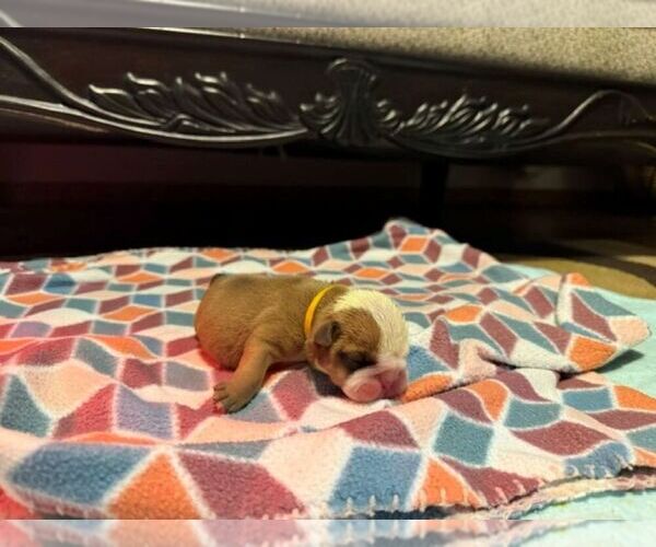Medium Photo #3 English Bulldog Puppy For Sale in OOLOGAH, OK, USA