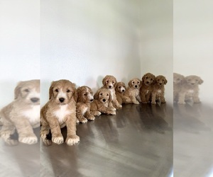 Goldendoodle Puppy for sale in THE WOODLANDS, TX, USA