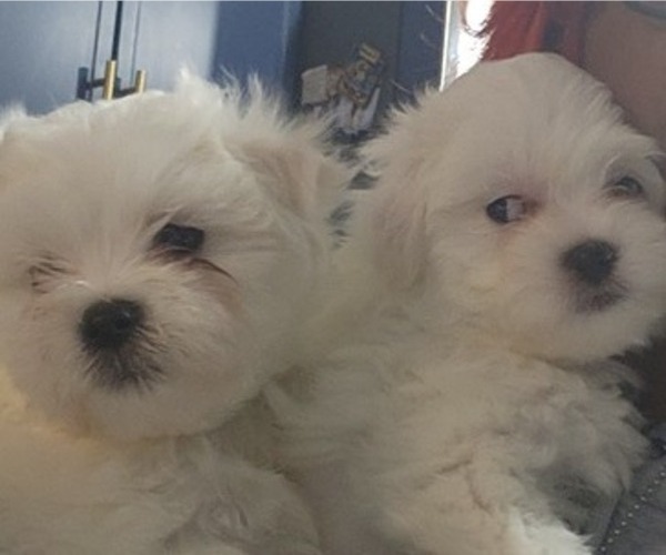 Medium Photo #4 Bichon Frise Puppy For Sale in NEWARK, DE, USA
