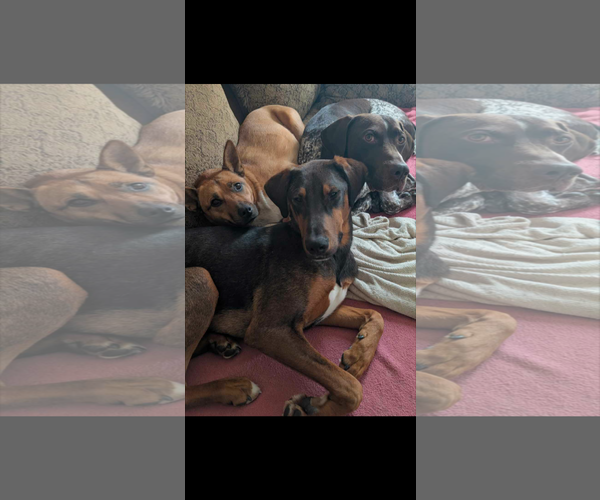Medium Photo #2 Mutt Puppy For Sale in Sterling, MA, USA