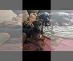 Small #1 Mutt