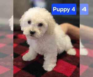 Poodle (Miniature) Puppy for sale in PHOENIX, AZ, USA