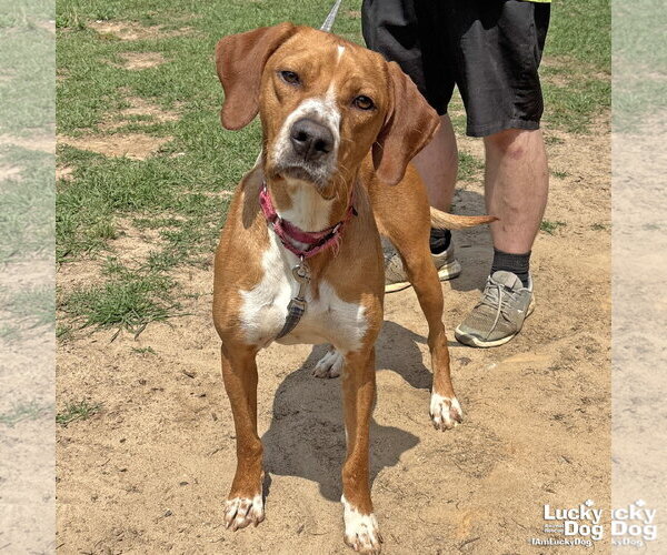 Medium Photo #3 Redbone Coonhound-Unknown Mix Puppy For Sale in Washington, DC, USA