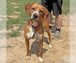 Small #2 Redbone Coonhound Mix
