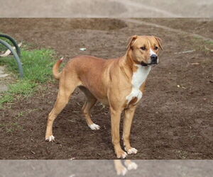*JAN - Female Mutt Dog for Adoption - Photo #2