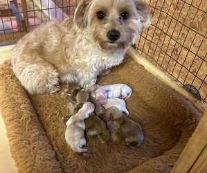 Yorkshire Terrier Puppy for Sale in HOLLAND, Texas USA