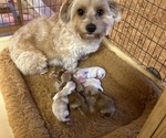 Small Photo #1 Yorkshire Terrier Puppy For Sale in HOLLAND, TX, USA