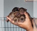 Image preview for Ad Listing. Nickname: Litter of 6