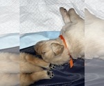 Small Photo #6 Golden Retriever Puppy For Sale in BIG CABIN, OK, USA