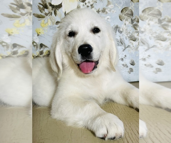 Medium Photo #5 English Cream Golden Retriever Puppy For Sale in AMITY, AR, USA