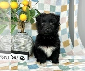 Miniature Australian Shepherd Puppy for sale in FRANKLIN, IN, USA