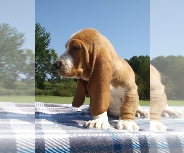 Medium Photo #18 Basset Hound Puppy For Sale in PETERSBURG, IN, USA