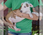 Small #2 American Staffordshire Terrier-Boxer Mix
