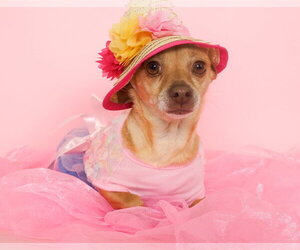 Chihuahua-Unknown Mix Dogs for adoption in Phoenix, AZ, USA