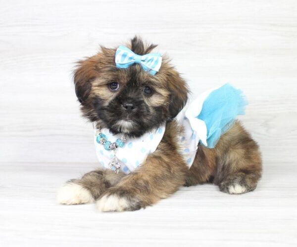 Medium Photo #8 Zuchon Puppy For Sale in LAS VEGAS, NV, USA