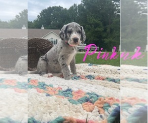 Great Dane Puppy for sale in CLAYTON, NC, USA