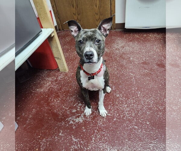 Medium Photo #8 Mutt Puppy For Sale in Fargo, ND, USA