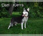 Small Photo #1 Siberian Husky Puppy For Sale in SPRINGFIELD, MA, USA