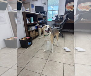 Labrador Retriever-Unknown Mix Dogs for adoption in Elmsford, NY, USA
