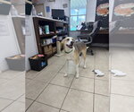 Roxie Available 10/2 - Female Labrador Retriever-Unknown Mix Dog for Adoption - Small photo