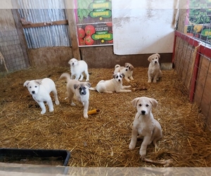 Anatolian Shepherd-Great Pyrenees Mix Puppy for sale in BEALLSVILLE, OH, USA