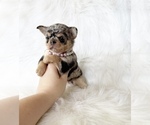 Small #1 Chihuahua