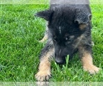 Small Photo #7 German Shepherd Dog Puppy For Sale in JURUPA VALLEY, CA, USA