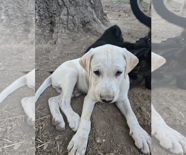 Medium Photo #4 Labrador Retriever-Unknown Mix Puppy For Sale in Kannapolis, NC, USA