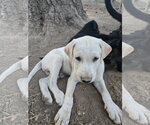 Small #3 Labrador Retriever Mix