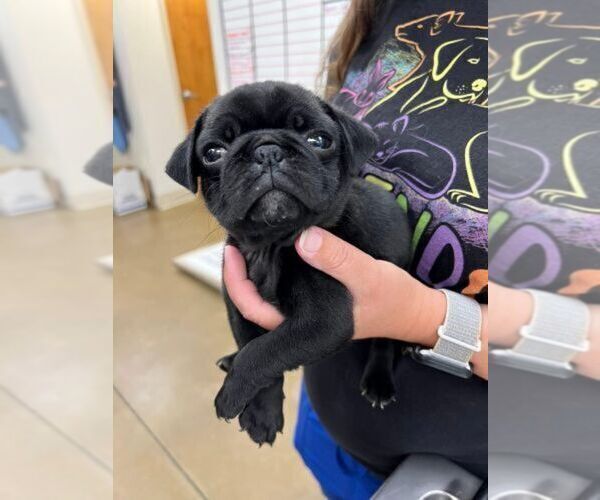 Medium Photo #3 Pug Puppy For Sale in MOODY, AL, USA