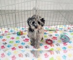 Small #1 Poodle (Miniature)