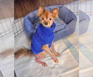 Miwak - Male Pom-A-Poo Dog for Adoption - Photo #6