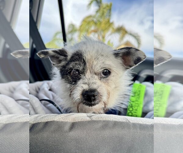 Medium Photo #4 Chihuahua-Unknown Mix Puppy For Sale in  Ramona, CA, USA