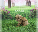 Small #4 Poodle (Toy)