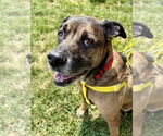 Small #6 Mastiff Mix
