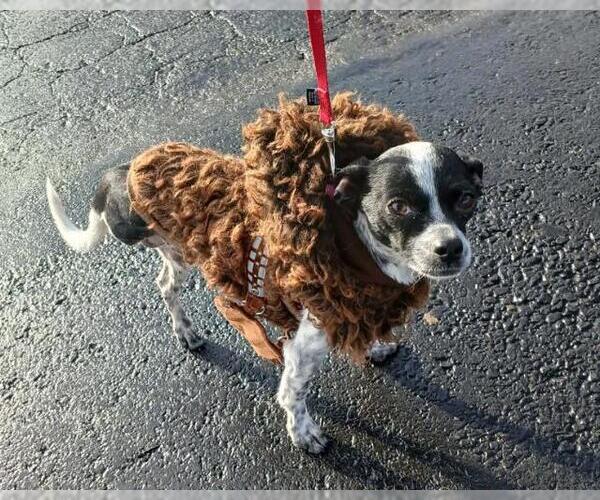 Medium Photo #2 Chihuahua Puppy For Sale in Martinez, CA, USA