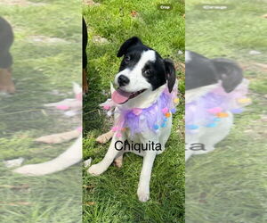 Mutt Dogs for adoption in Conway, AR, USA