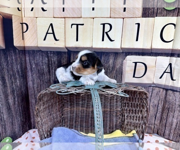 Medium Photo #16 Maltese Puppy For Sale in CASSVILLE, MO, USA